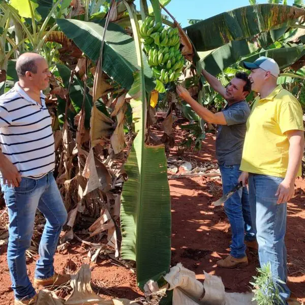 Agrodefesa realiza ações preventivas para bananicultura goiana