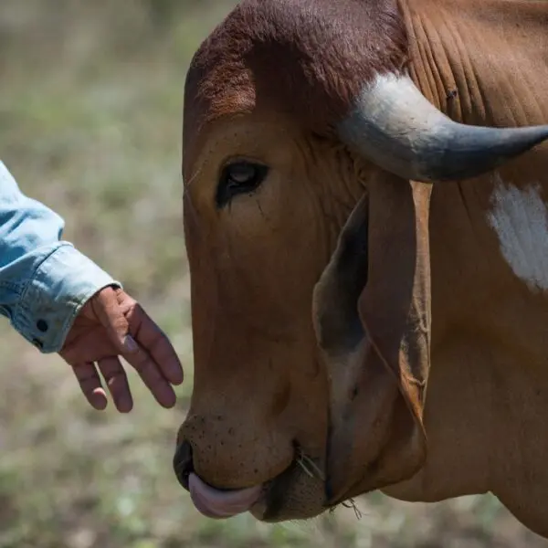 Boi no campo_Agrodefesa