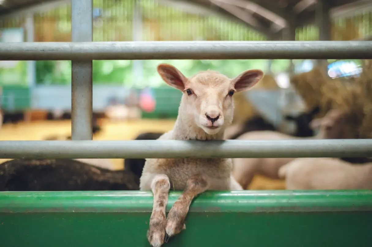 Vacinação contra raiva dos herbívoros vai até dia 15_animal