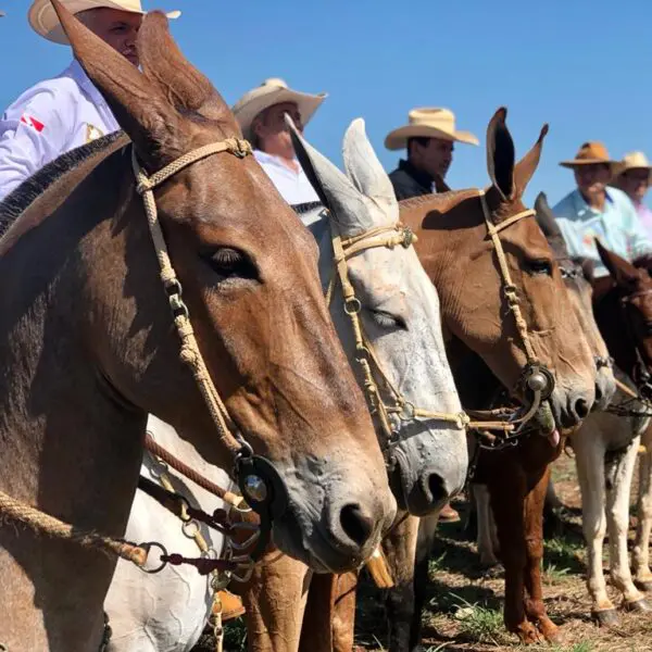 Agrodefesa participa da 16ª edição do Encontro Nacional de Muladeiros