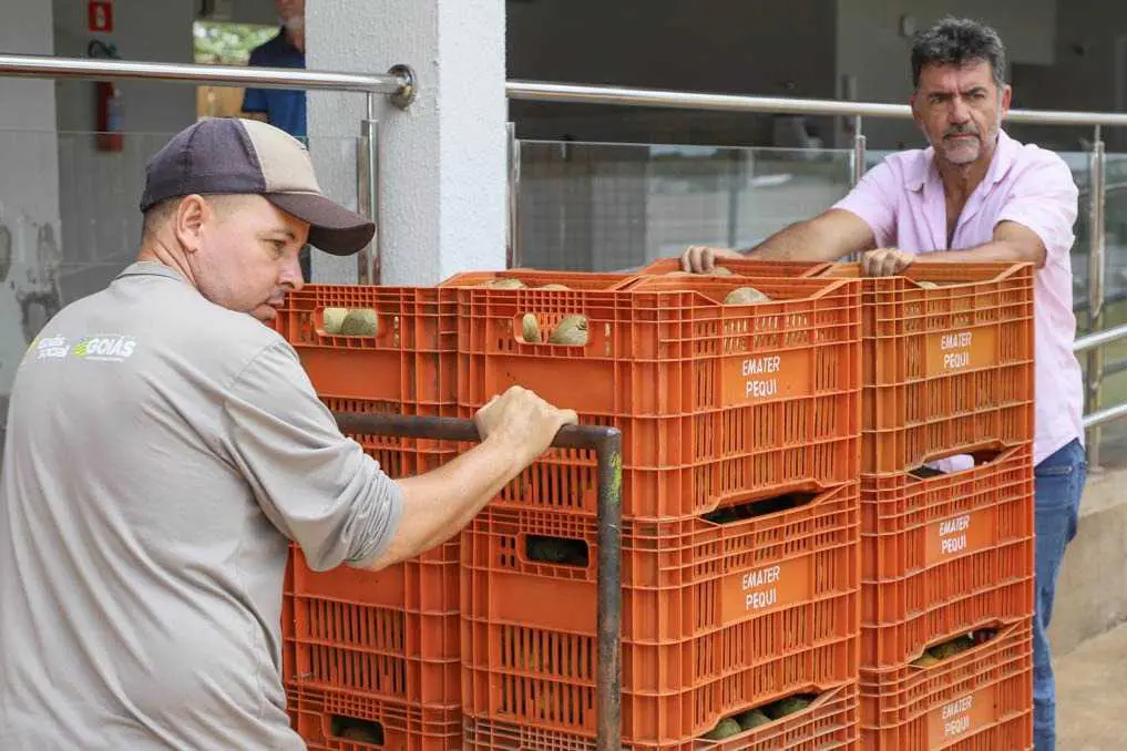 Emater doa produção de pequi para Banco de Alimentos