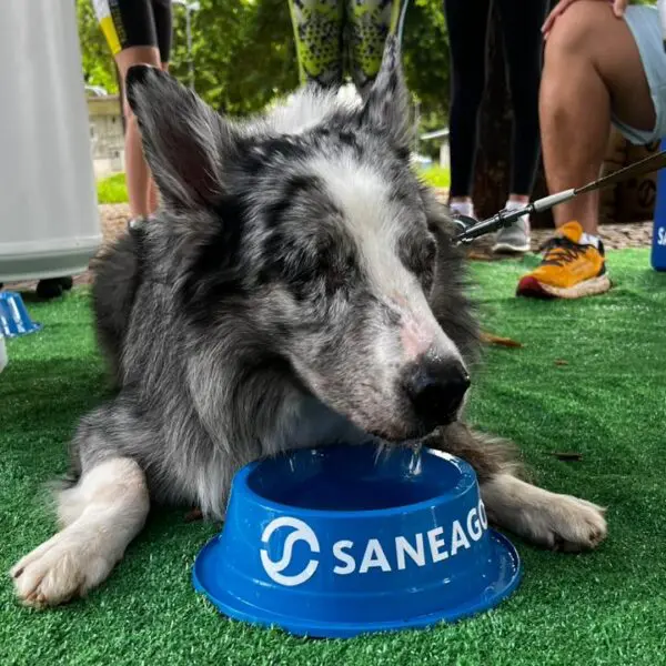 Cachorro bebendo água distribuída pela Saneago