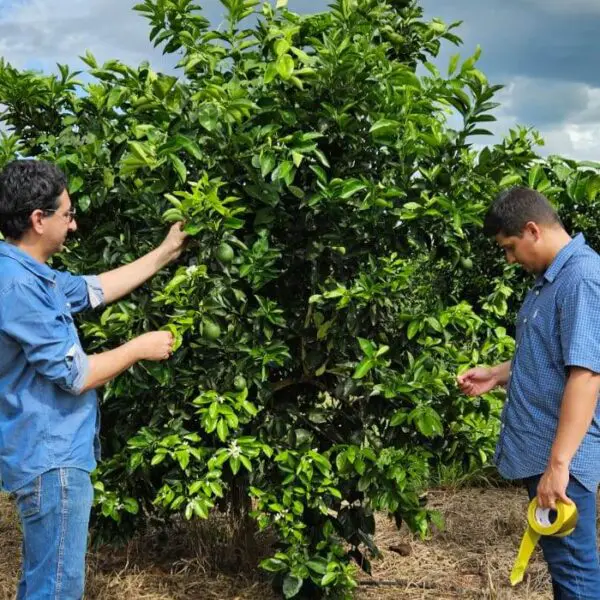 Agrodefesa identifica cancro cítrico