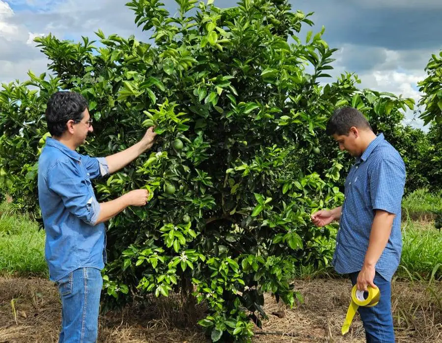 Agrodefesa identifica cancro cítrico