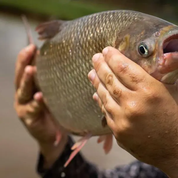 Agrodefesa alerta para cadastro de produtores de pescado