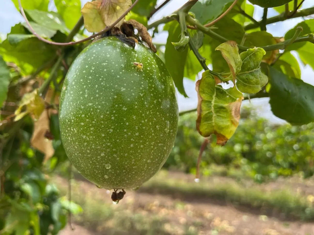 Fruticultura Irrigada do Vão do Paranã avança com plantio de maracujá e manga