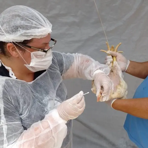 Mapeamento sanitário mantém Goiás livre de Influenza Aviária e doença de Newcastle