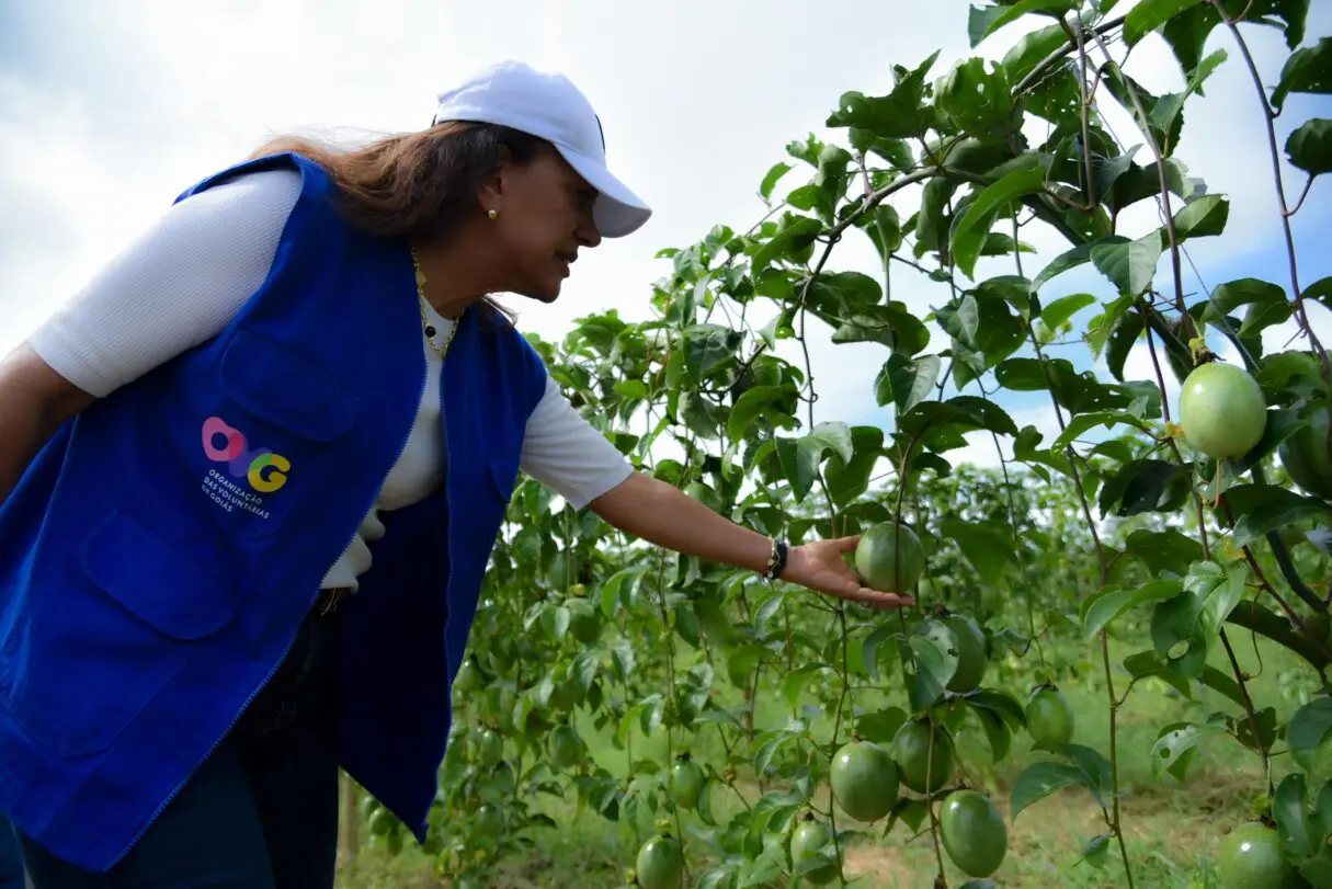 Gracinha Caiado colhe maracujá da fruticultura irrigada_Rômullo Carvalho