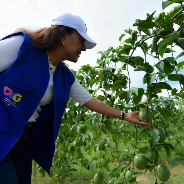 Gracinha Caiado colhe maracujá da fruticultura irrigada_Rômullo Carvalho