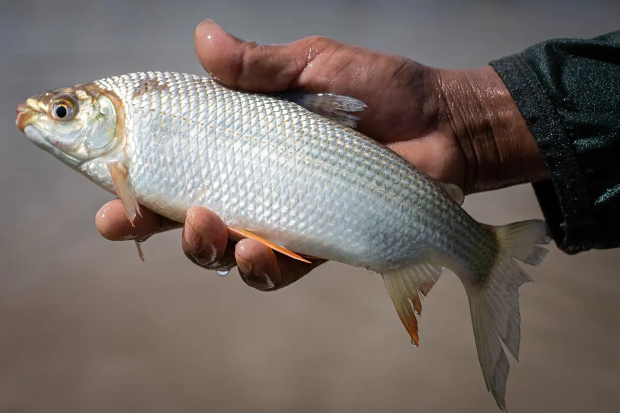 Agrodefesa orienta consumidor na compra de pescados