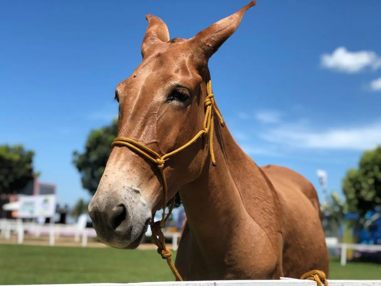 Agrodefesa divulga Passaporte Equestre durante Encontro de Comitivas, em Goiânia