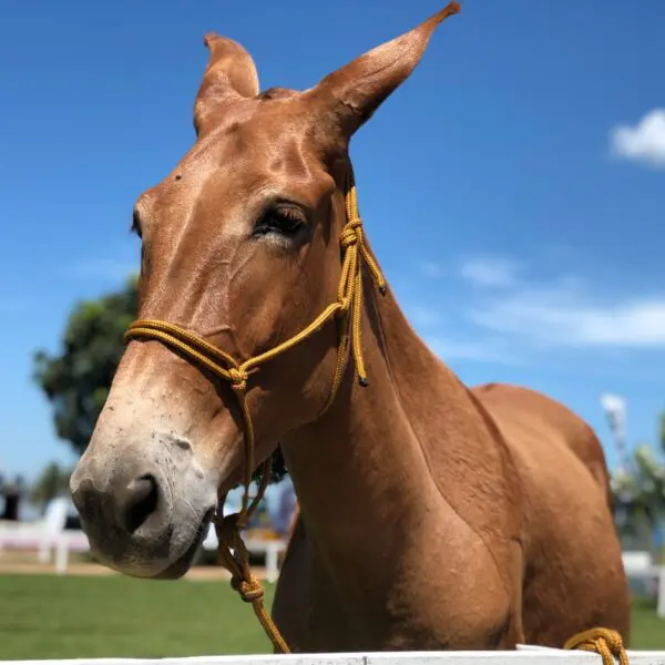 Agrodefesa divulga Passaporte Equestre durante Encontro de Comitivas, em Goiânia