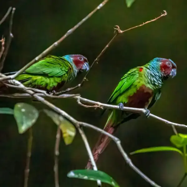 Tiriba do Paranã_Observação de Aves ganha força em Goiás
