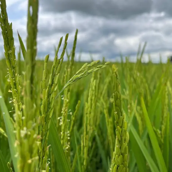 Plantação de arroz_arroz e feijão em Goiás estào garantidos