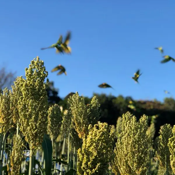 IBGE prevê alta na produção de sorgo e tomate em Goiás