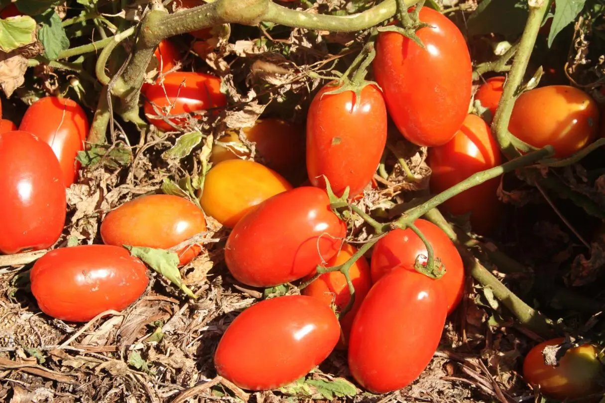 Agrodefesa alerta: transplantio de tomate deve ser feito até 30 de junho