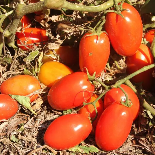Agrodefesa alerta: transplantio de tomate deve ser feito até 30 de junho