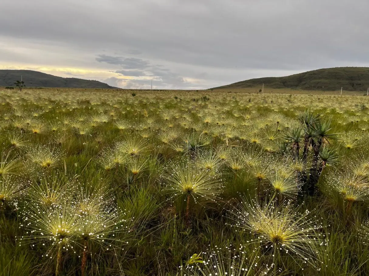 Projeto chama atenção para os campos do Cerrado em Goiás