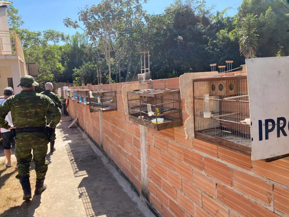 Batalhão Ambiental desmantela cativeiro ilegal de aves