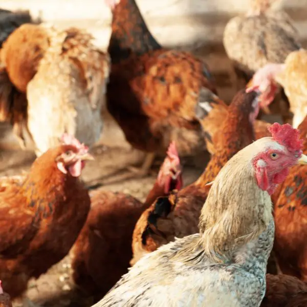 Agrodefesa divulga normas que regulamentam a realização de eventos avícolas em Goiás