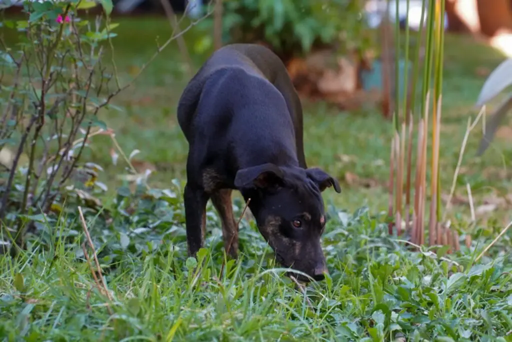 Cachorro-vacina contra raiva