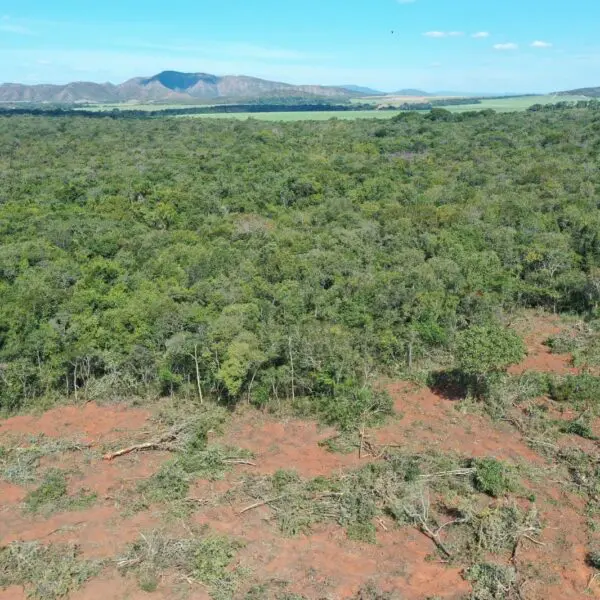 Queda no desmatamento em Goiás