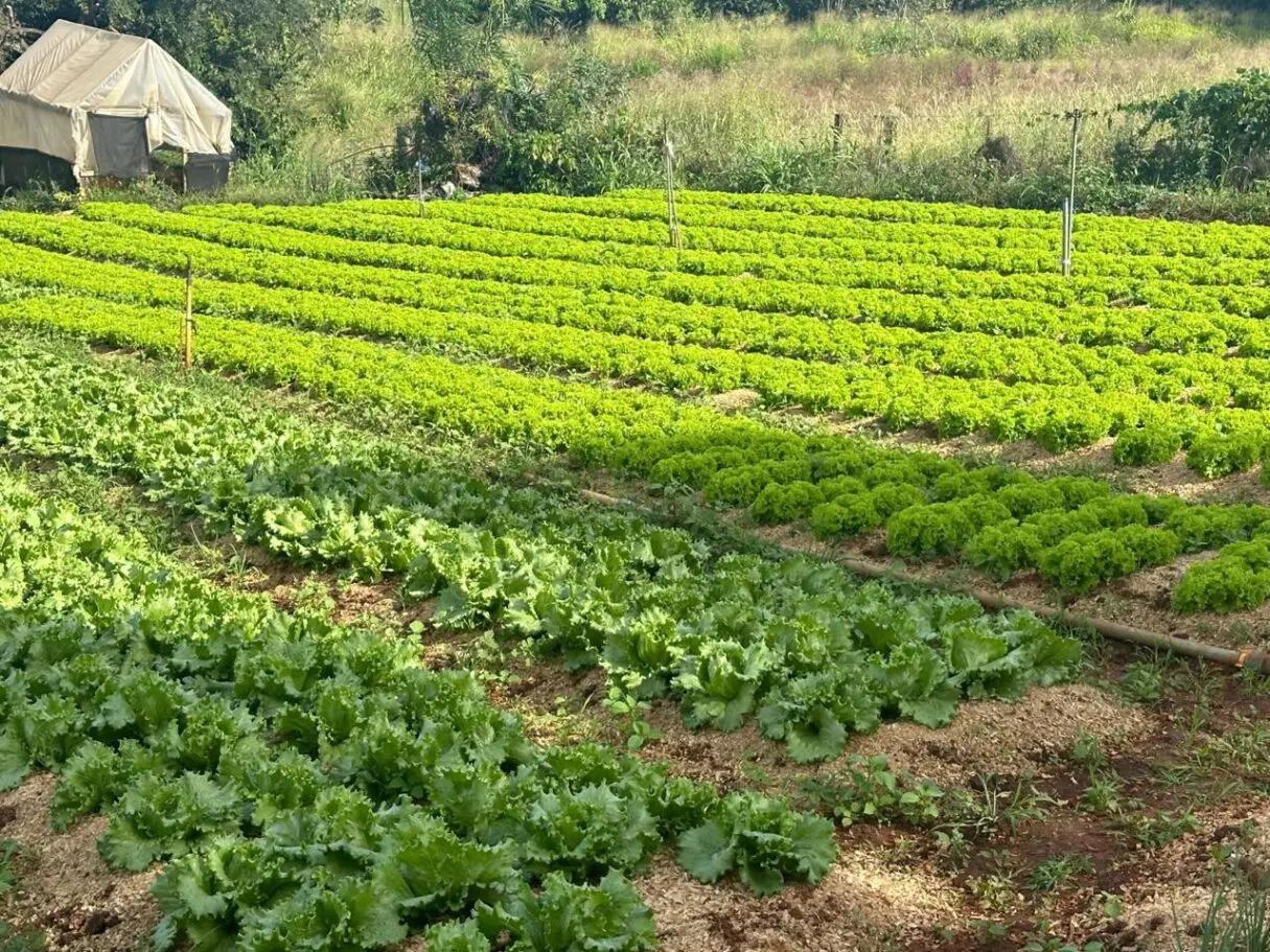 Plano Safra destina R$ 76 bi em crédito para agricultura familiar