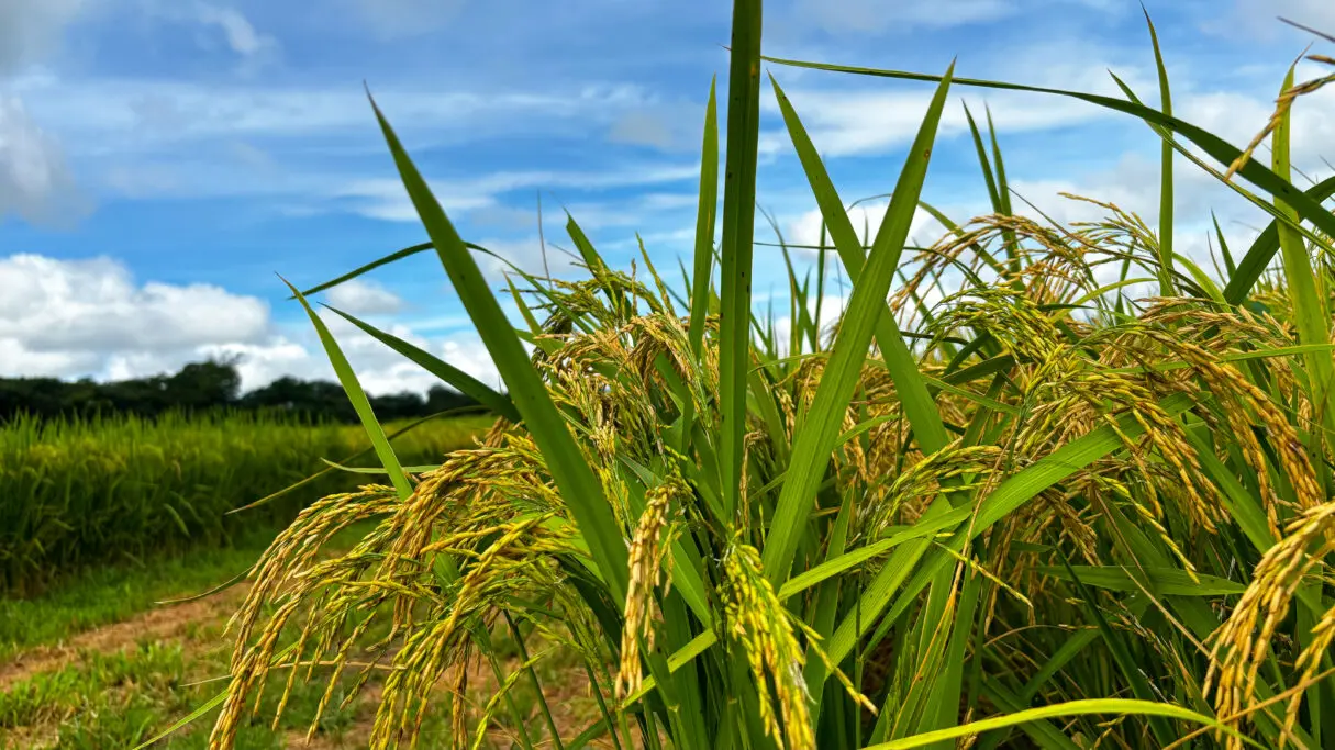 Área plantada de arroz deve ter crescimento de mais de 23%