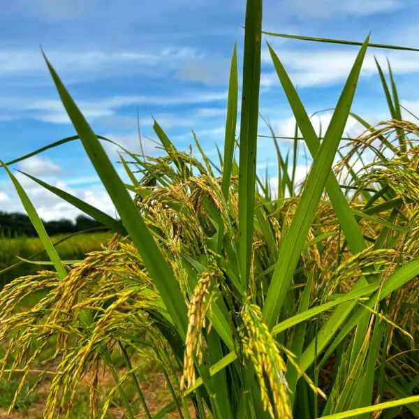 Área plantada de arroz deve ter crescimento de mais de 23%