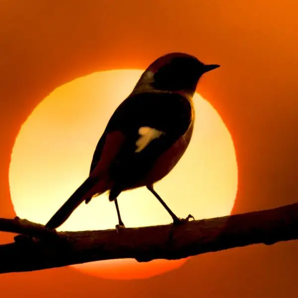 ‘Dia no Parque’ terá observação de aves e outras ações em oito unidades de Goiás