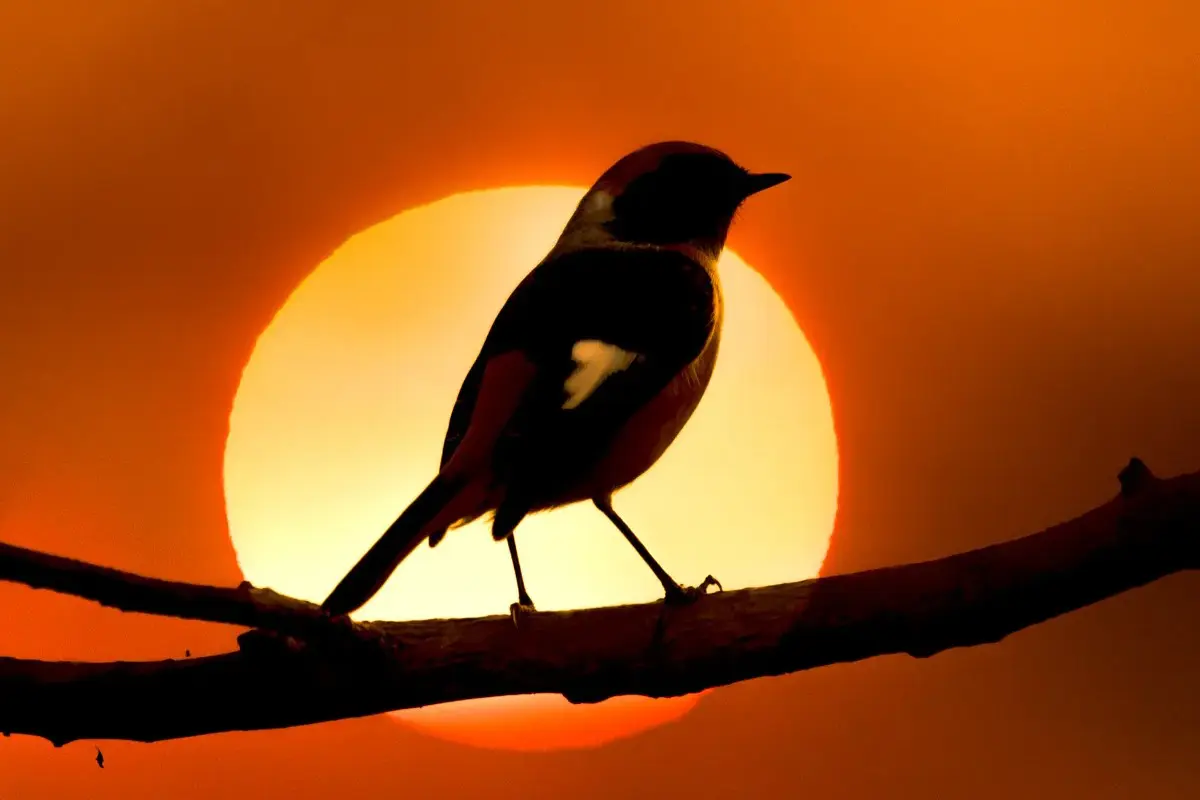 ‘Dia no Parque’ terá observação de aves e outras ações em oito unidades de Goiás