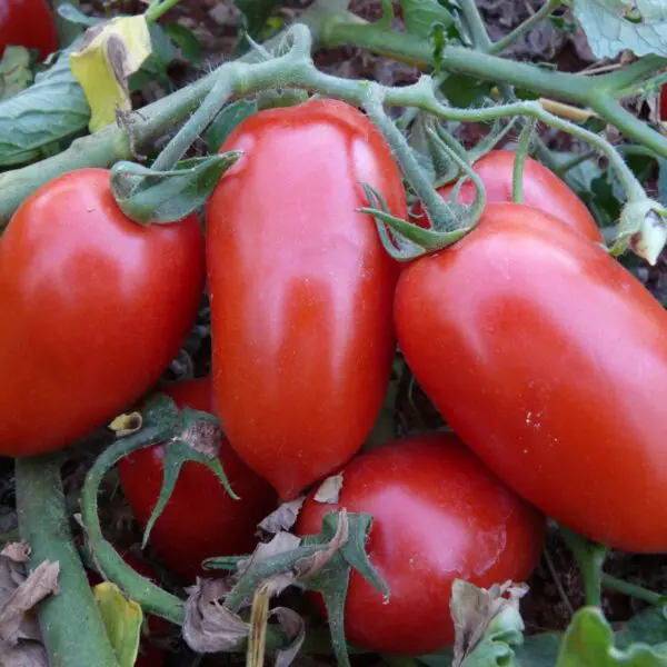 Líder nacional, produção goiana de tomate deve crescer 36,6%