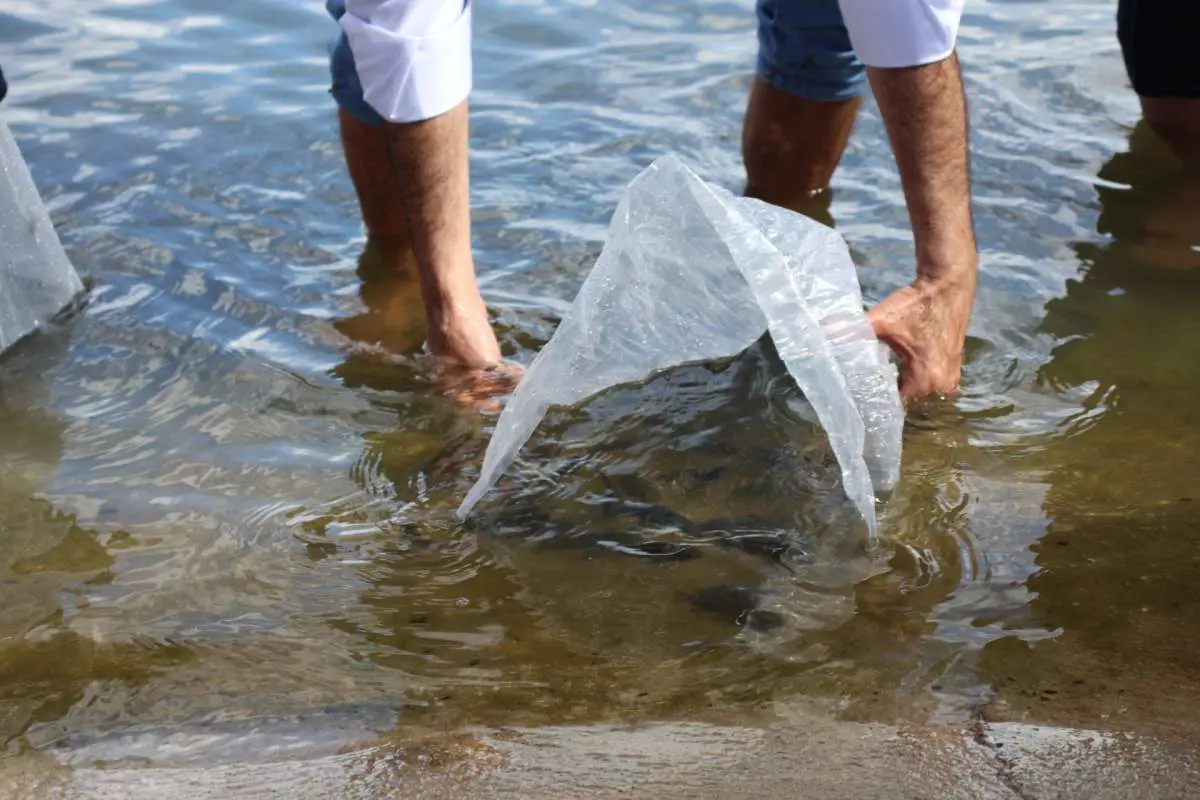 Só podemos soltar peixes com autorização da Semad