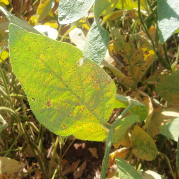 Agrodefesa publica novas medidas para prevenção e controle da ferrugem asiática da soja