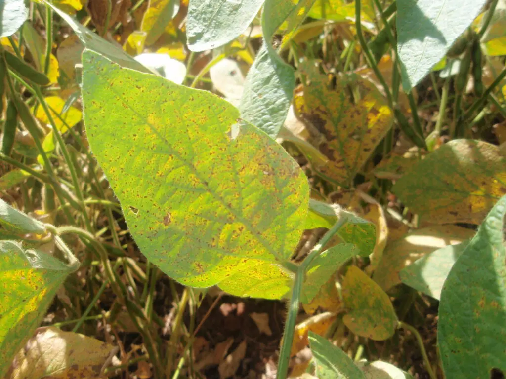 Agrodefesa publica novas medidas para prevenção e controle da ferrugem asiática da soja