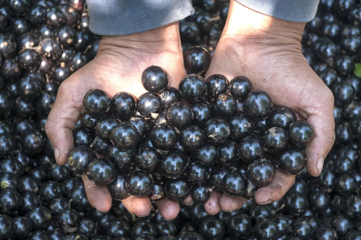 jabuticaba de hidrolândia