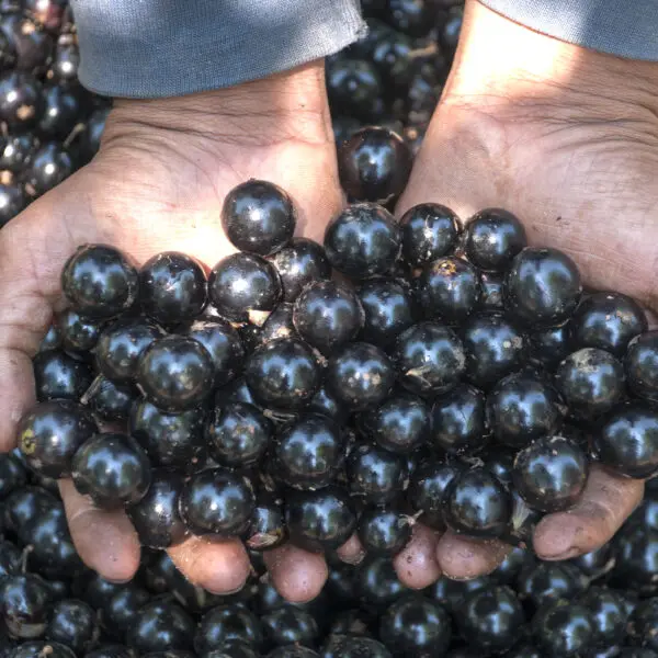 jabuticaba de hidrolândia