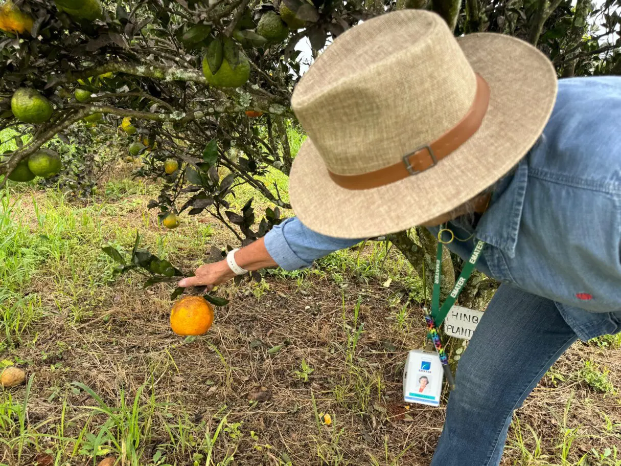 Plantação de agricultura familiar