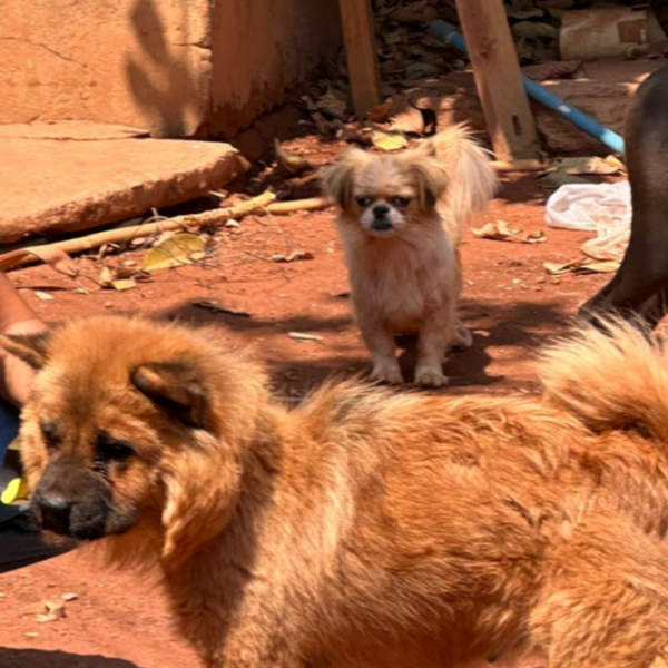 CÃES ABANDONADOS PELO TUTOR