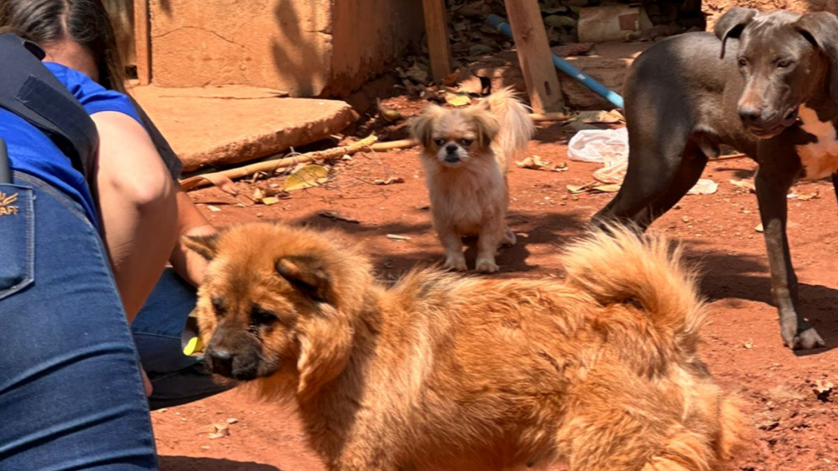 CÃES ABANDONADOS PELO TUTOR