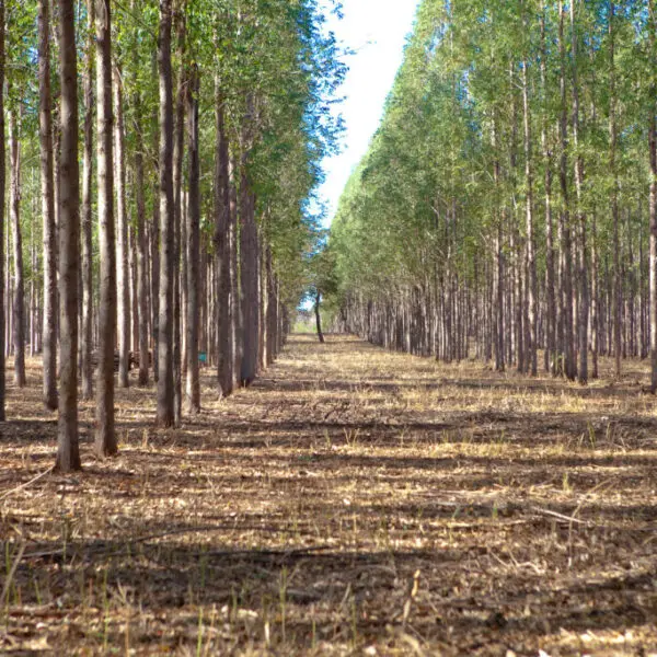 produção florestal cresce em Goiás