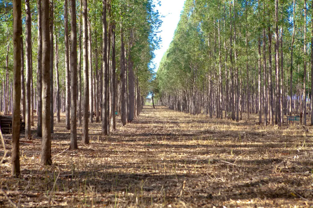 produção florestal cresce em Goiás