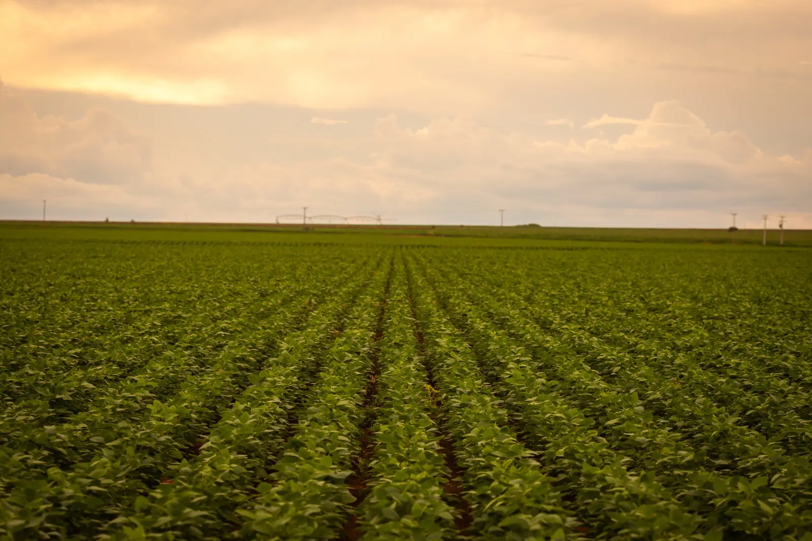 Goiás fecha 2024 com recordes no agronegócio e consolida posição de destaque nacional e internacional