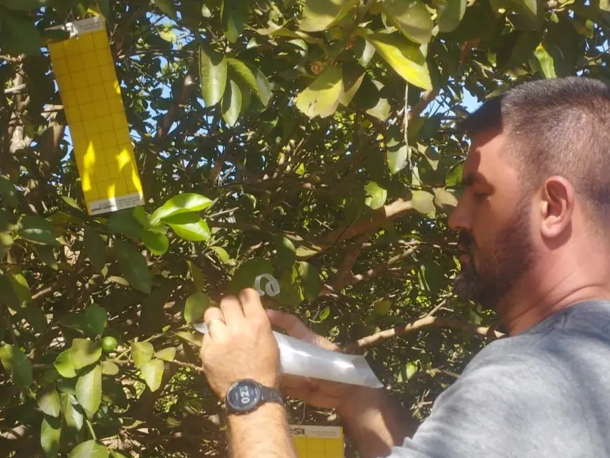 Agrodefesa intensifica controle e erradicação de praga em critos