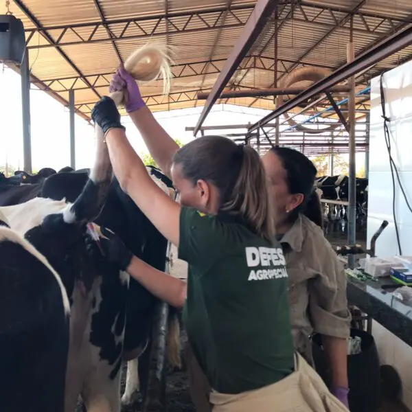 Equipe da Agrodefesa realizando exames