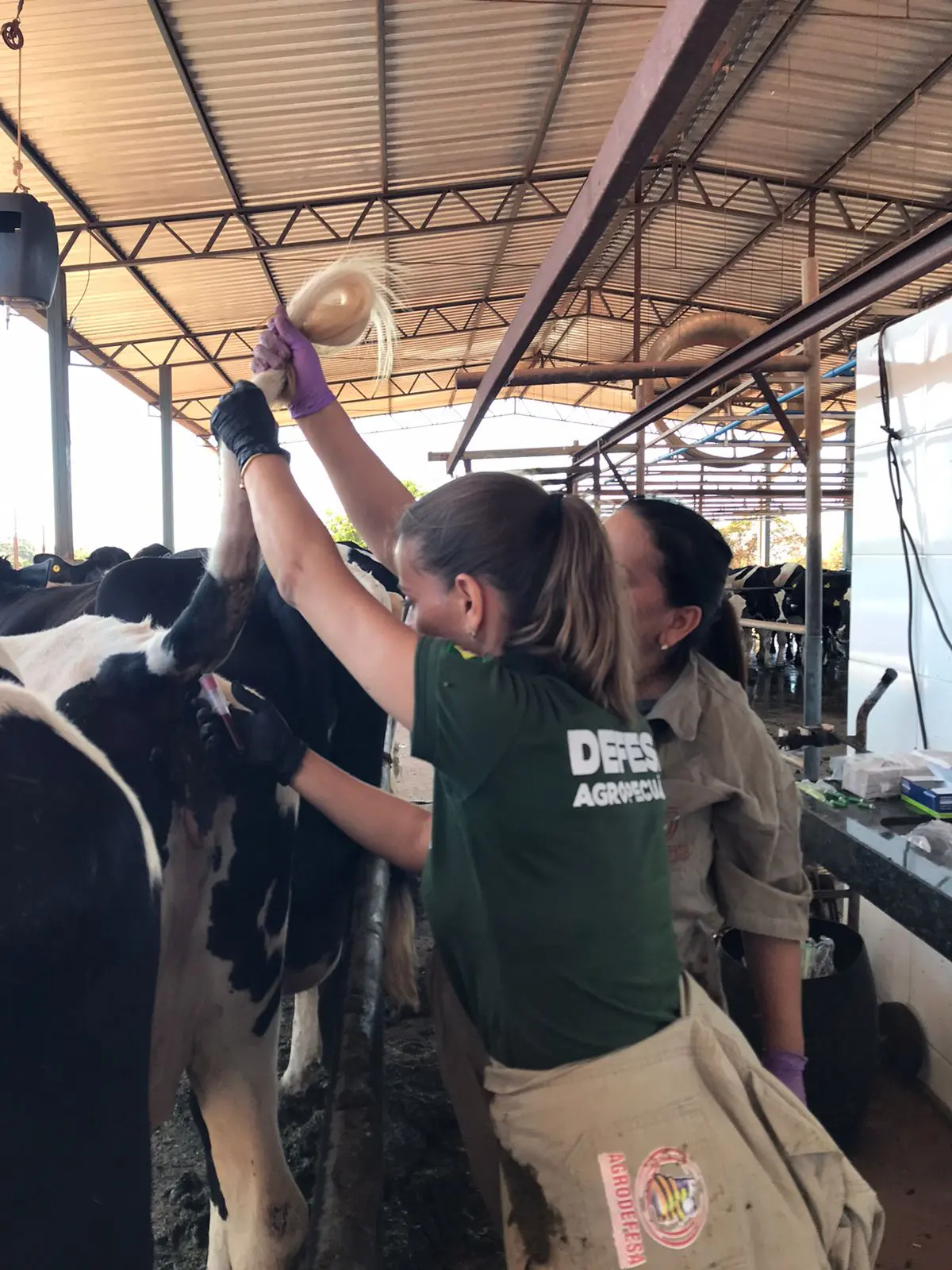 Equipe da Agrodefesa realizando exames