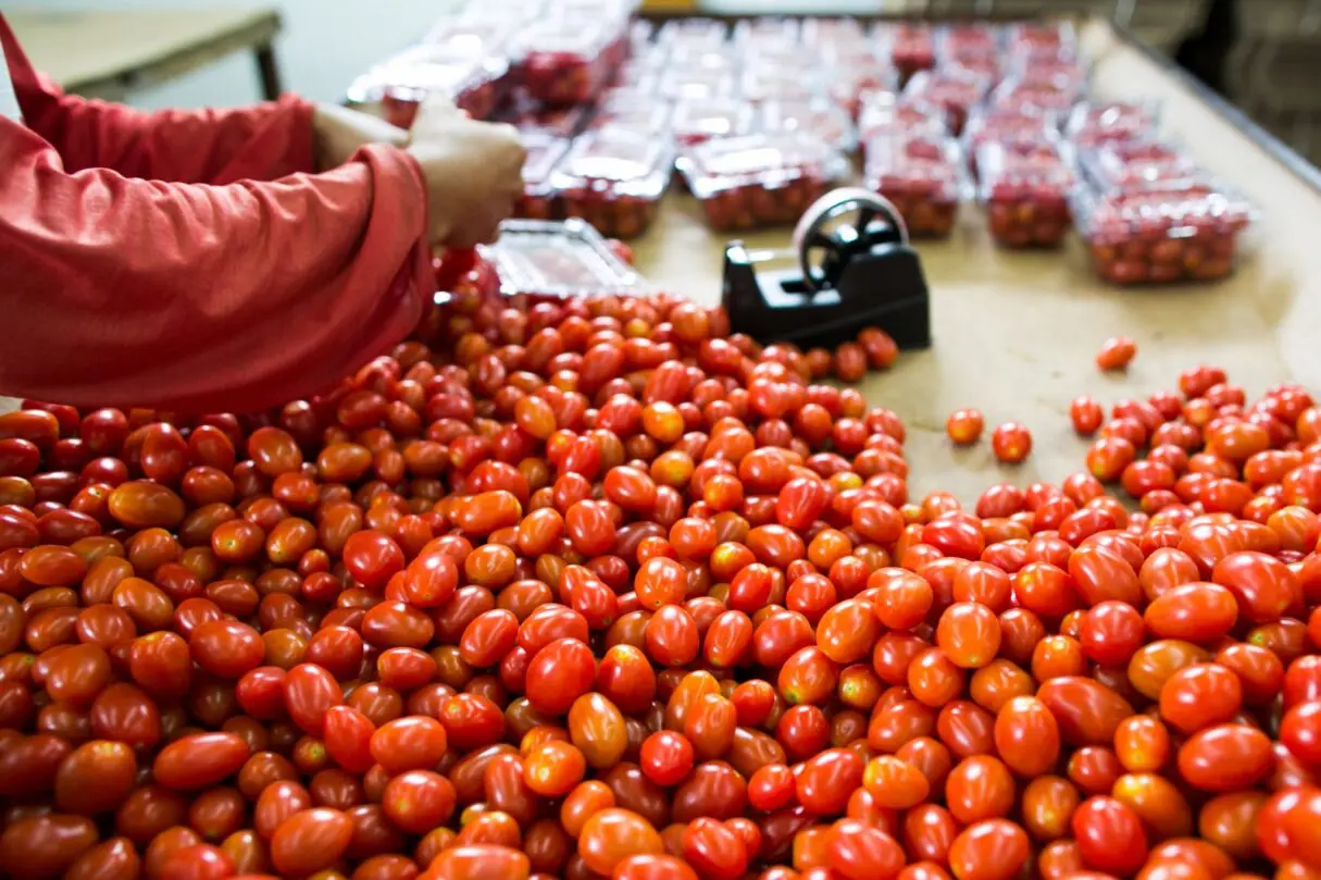 Produção de tomate deve crescer 36,6% em Goiás