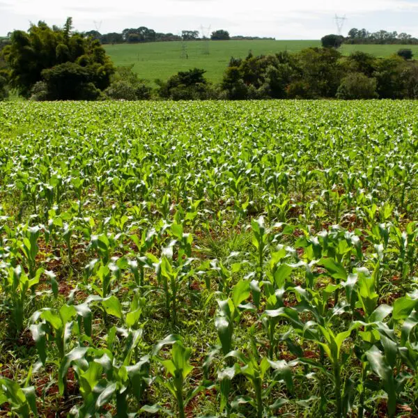 Goiás tem 11 municípios entre os mais prósperos do agronegócio no Brasil