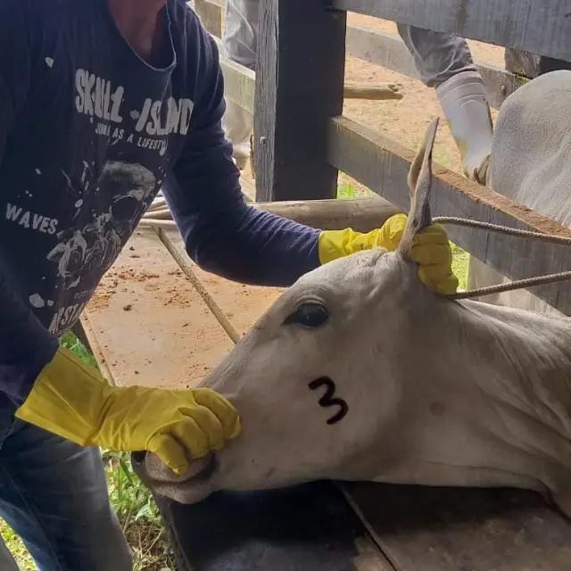 Novo procedimento para lançamento de atestado de vacinação contra brucelose 