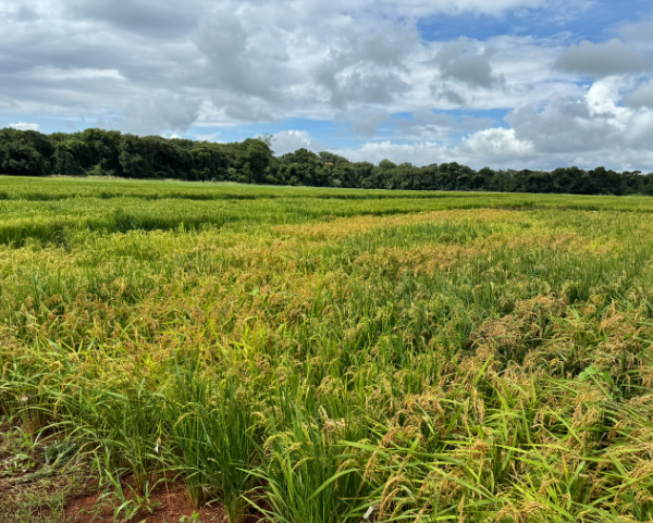 área de plantação de arroz pesquisada pela Emater